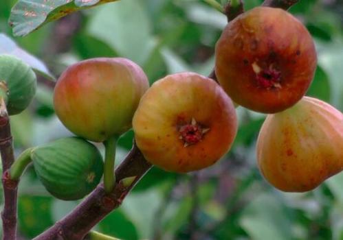 种无花果树怎么种植成活率高,无花果树怎么养才能结果子