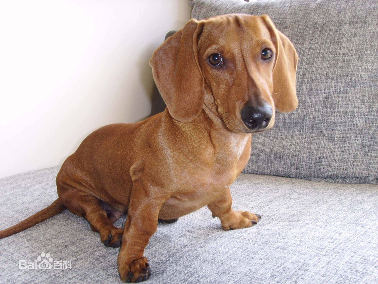 宠物狗小型犬品种排名大全及图片,性格温顺的小型犬有哪些