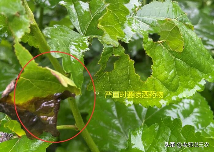 桑树虫害防治方法,桑树病虫害如何防治