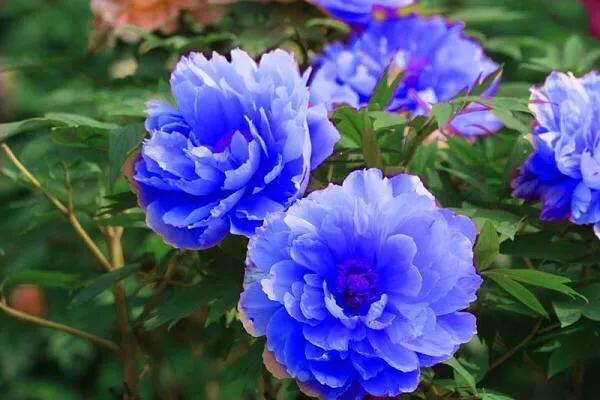 零零后女孩培育出世上最美的几种花，无论如何也要种上一朵