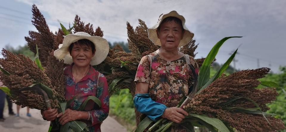 红了！红了！这些天的南充市嘉陵区龙蟠镇真的是“红遍天”了