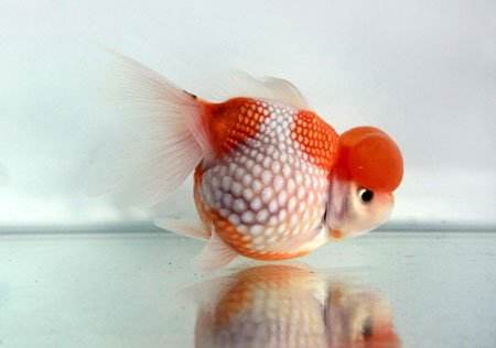 常见的金鱼种类与区别,常见的金鱼图片及名称