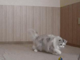 猫咪生病了医药费贵吗,猫咪生病花费好几万