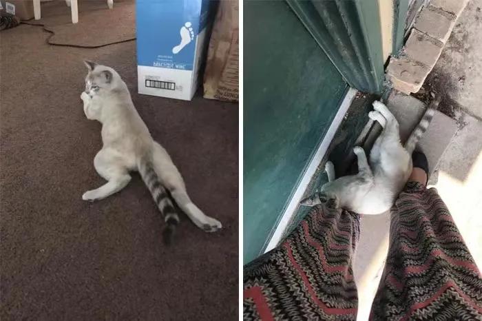 关于猫咪的可爱故事,可爱的小猫咪儿童故事