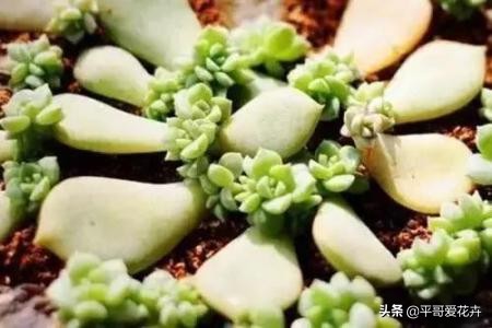 多肉经常掉叶怎么办,多肉老是掉叶子怎么办