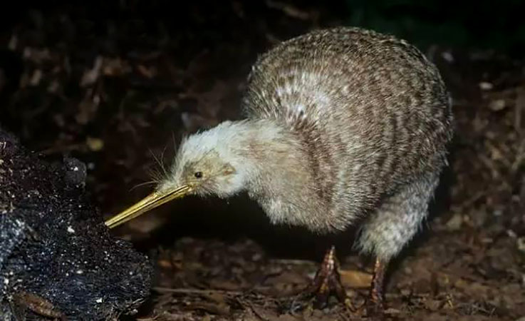 山海经是一本怎样的著作,千古奇书山海经解说