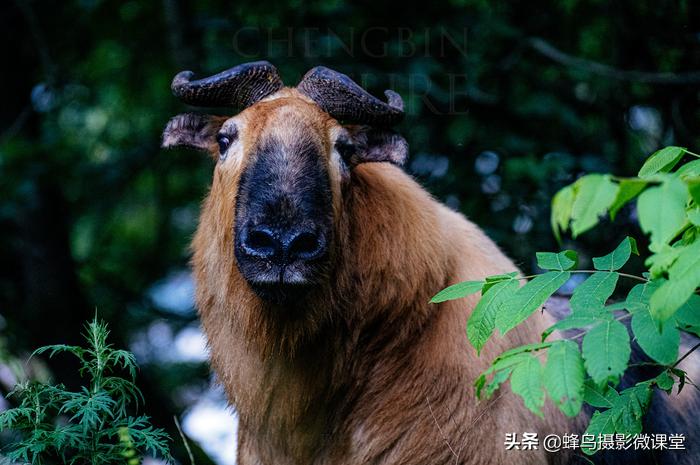 松下全画幅微单s1评测,松下s1全画幅微单拍摄视频