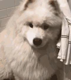 萨摩耶有体臭吗,萨摩耶犬体臭重吗