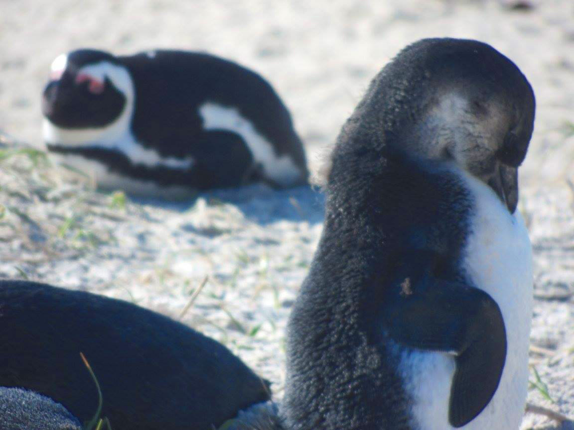 世界上有趣的动物视频,世界上最有趣的海底动物