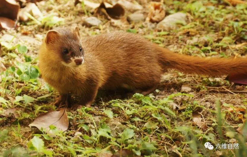 一小黄鼠狼迷路等救助，大黄鼬瞬间出现，不顾围观，叼着幼崽就逃