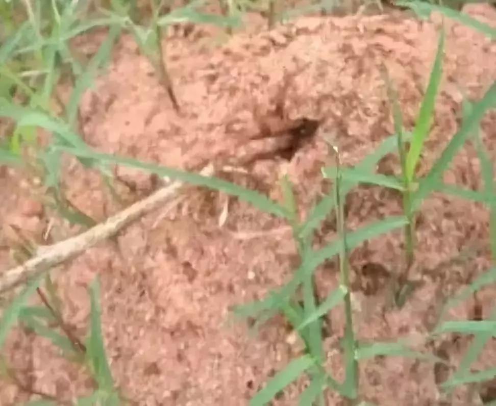 扩散！南宁邕江边发现红火蚁，被它叮了很恐怖，严重可致死