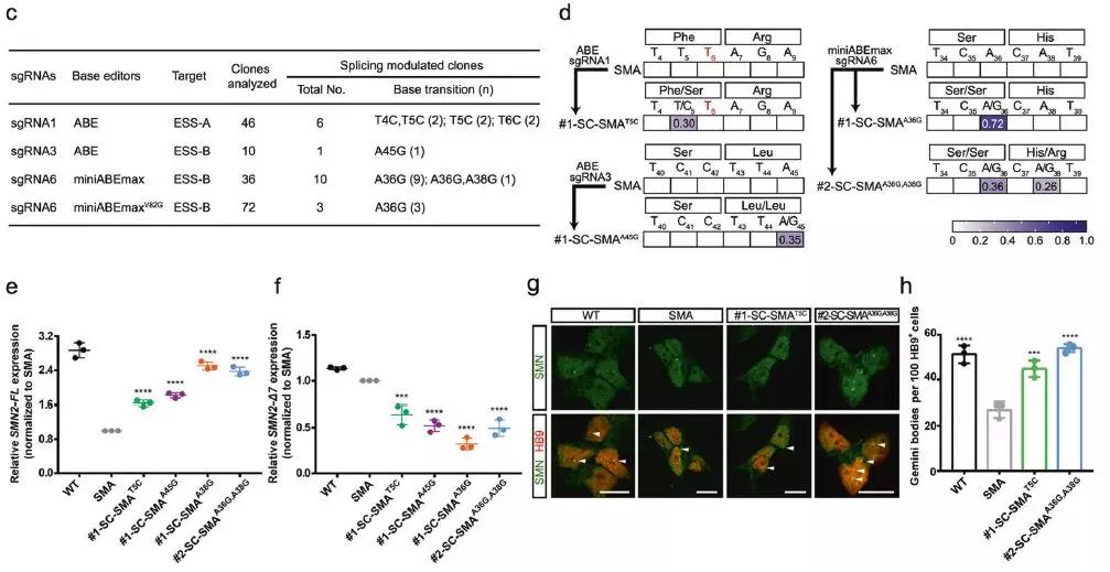 杨辉基因突变研究新消息,中科院杨辉科研团队