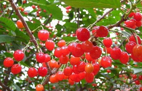 温室大棚种植大樱桃管理技术,温室大棚美早大樱桃树修剪方法