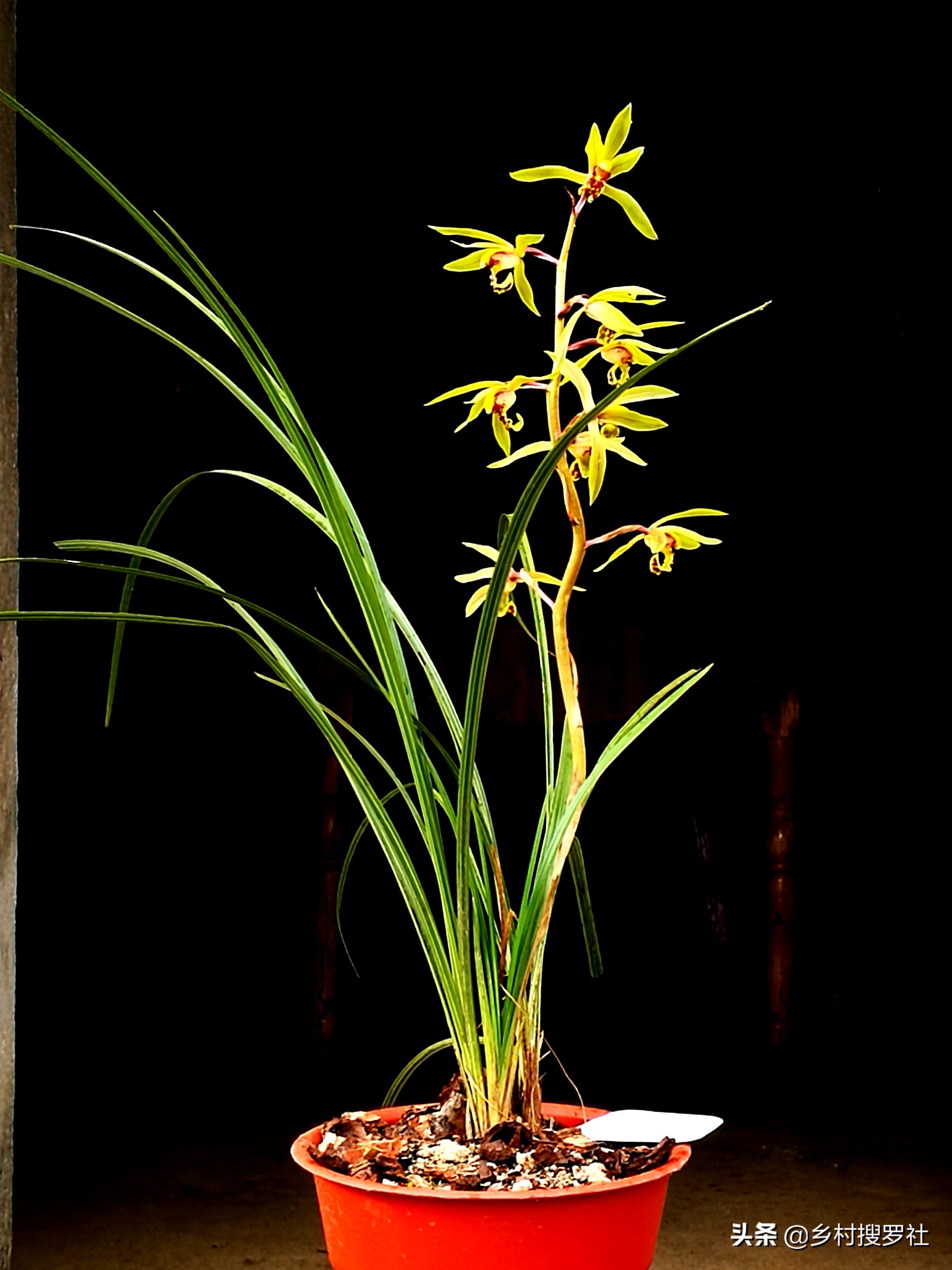 疫情期间怎样防花,买兰花如何防止被骗呢