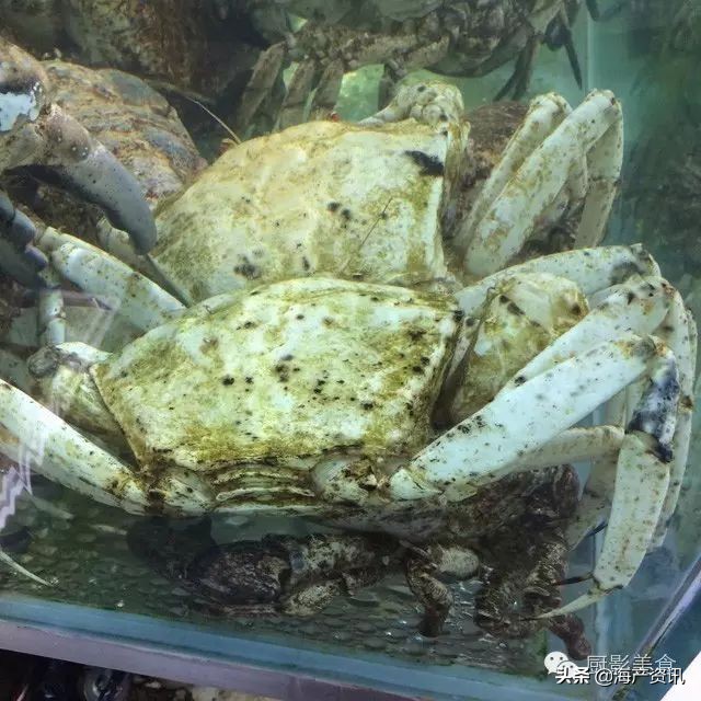 这些外形奇葩而味道超级赞的海鲜,广东十大硬核海鲜品种