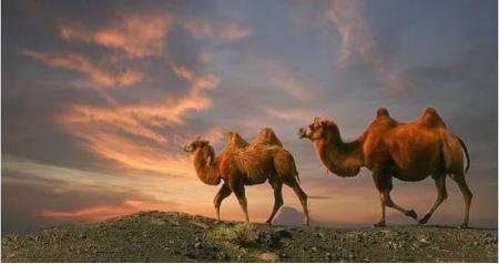 新疆伊犁雪莲乳业驼奶,雪莲乳业的驼奶和旺源驼奶哪个好