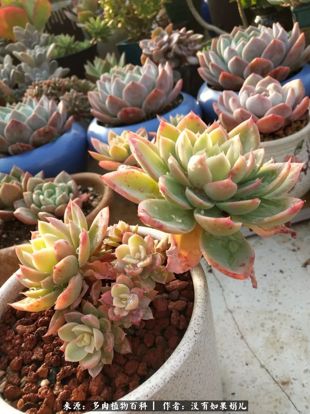 明人不说暗话，我为多肉而来！