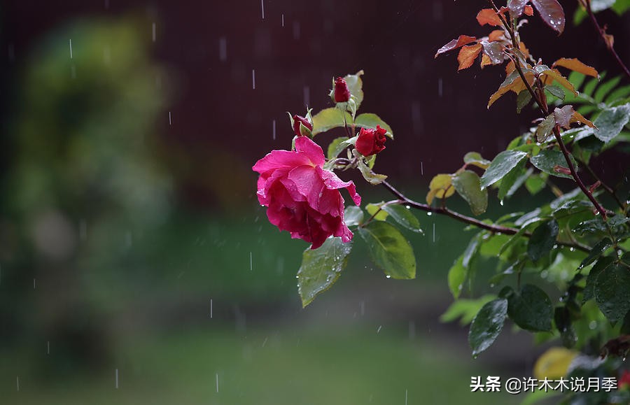 为什么月季一浇水全漏下去了,月季死一半继续养