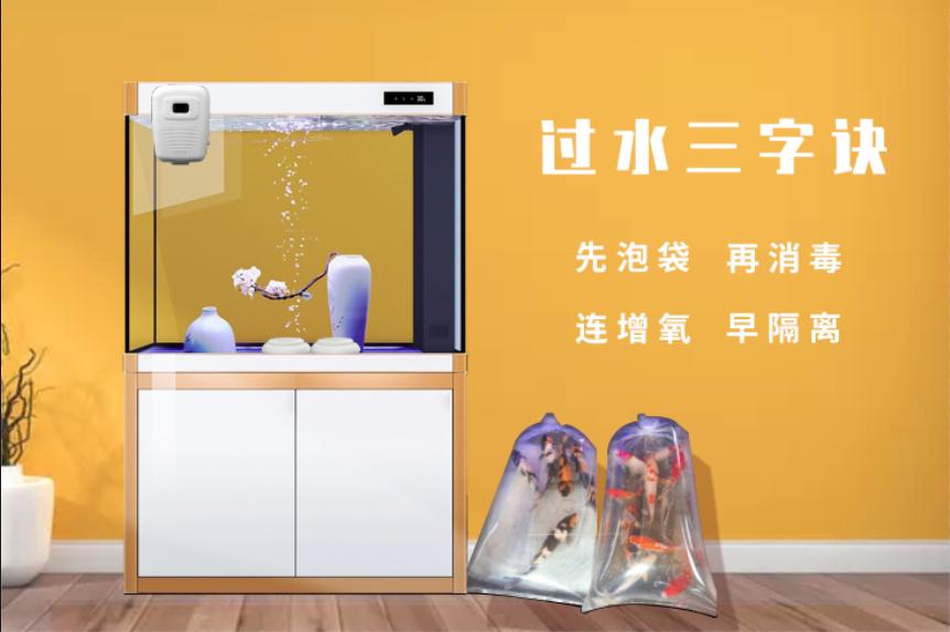 养鲤正能量—新入锦鲤存活率不高怎么办？资深鱼友：过水很重要