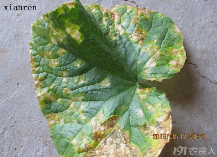 蔬菜细菌病图片大全,破解蔬菜病虫害之谜