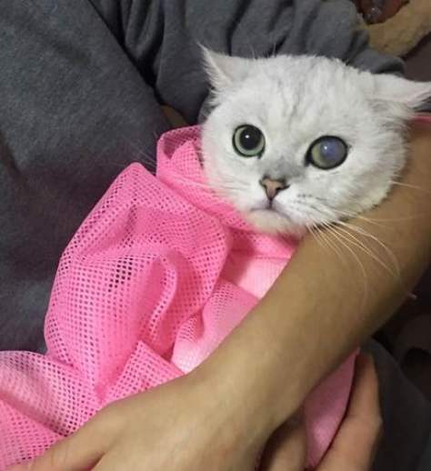 猫咪爱流眼泪是感动吗？可能是病了！猫咪常流泪该怎么护理？