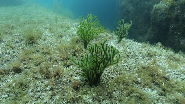 青岛海底小纵队在哪里,舟山海底小纵队