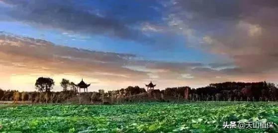 伟大的新疆,伟大的阿勒泰