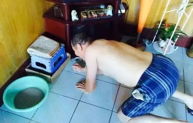 家里不同意养猫,家里不让养猫怎么让家长同意养猫