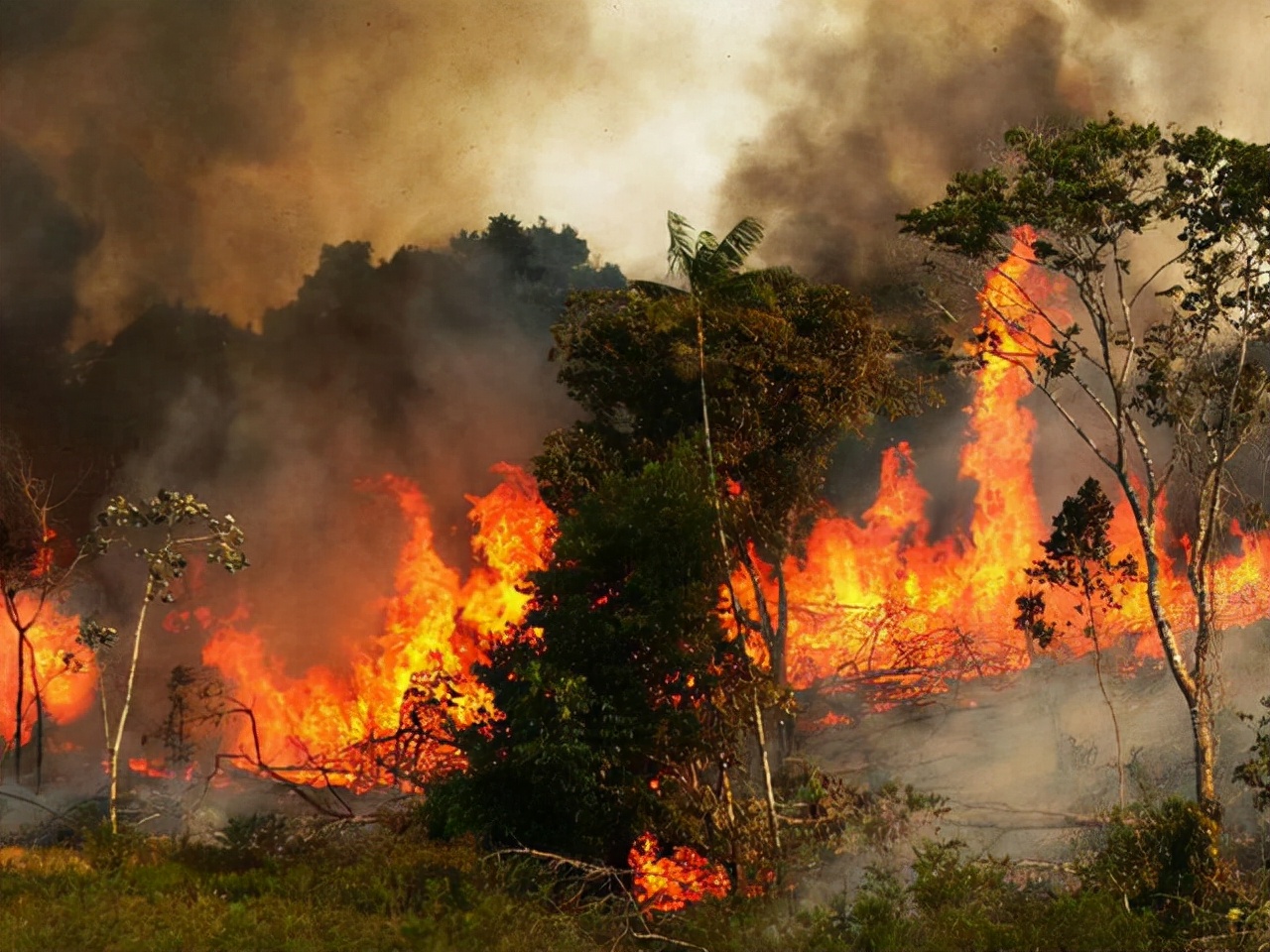 人类禁区地球之肺亚马逊雨林,勇闯地球禁区探索南美亚马逊雨林