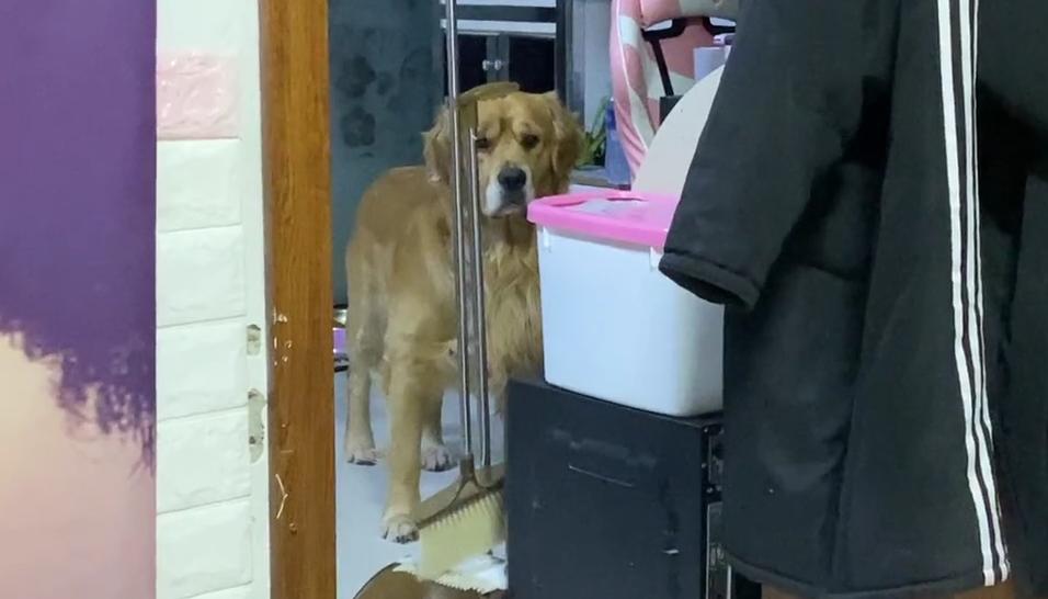 年度大戏，金毛：我媳妇生了，孩子是我弟弟哈士奇的