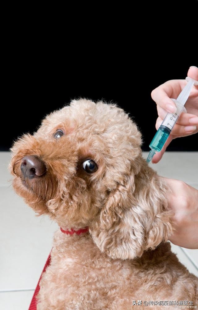 被咬后狂犬病疫苗最佳接种时间,被咬了后期打狂犬病疫苗有用吗