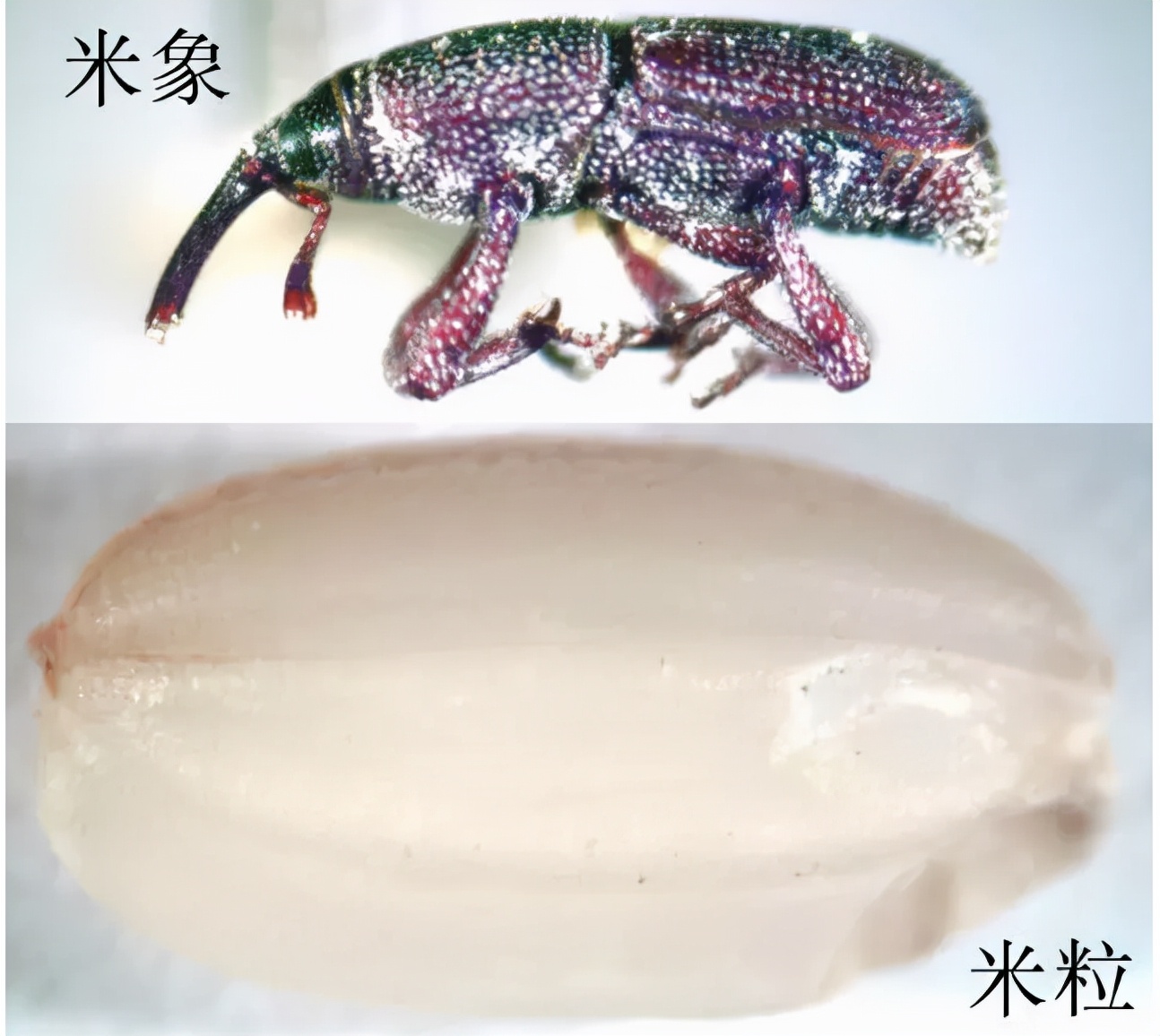 大米里有微小的虫子,米饭里的小黑虫子