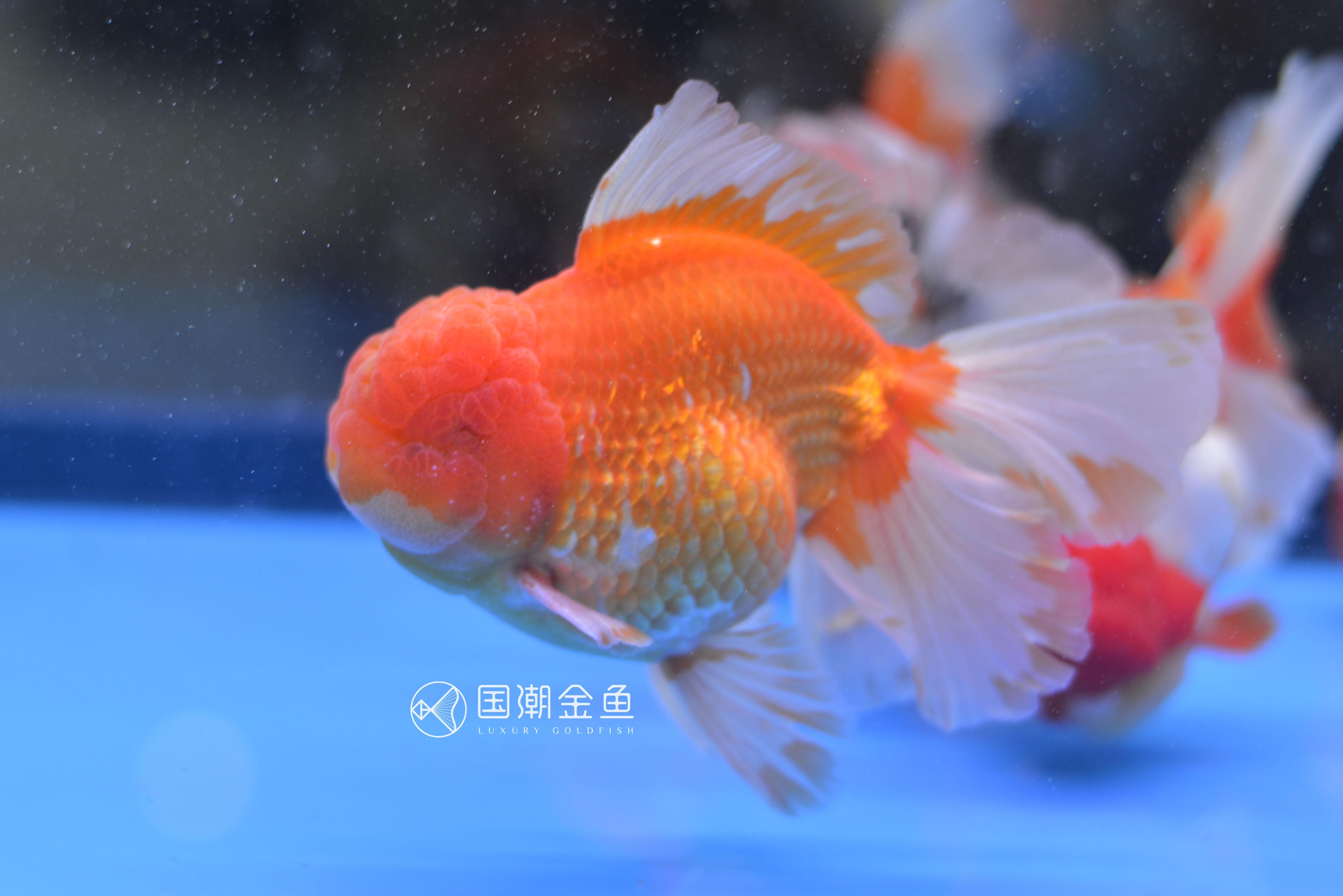 海水缸开缸详细教程视频,养金鱼开缸养水全过程