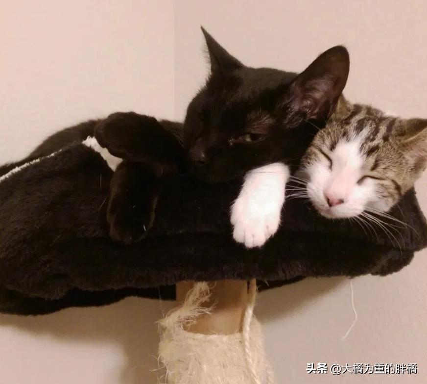 猫咪丢失5天后被流浪猫送回家,黑猫被大叔带回来