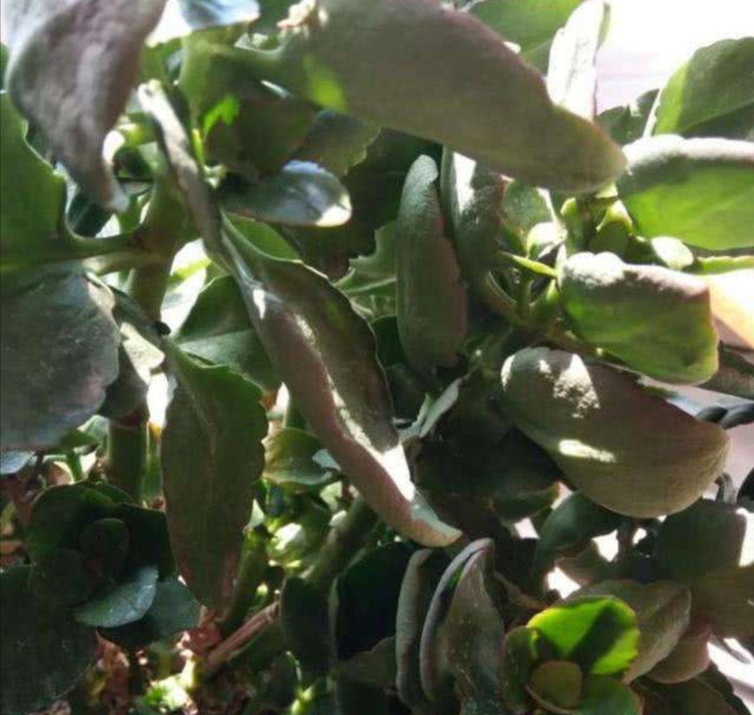 刚买的长寿花叶子发软耷拉怎么办,长寿花叶子发软打蔫焦枯怎么处理