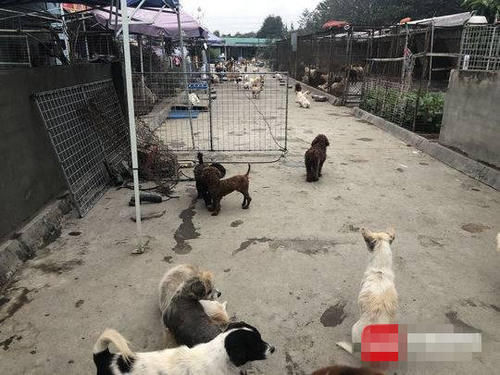 成都市禁养犬名单2023,成都清理禁养犬