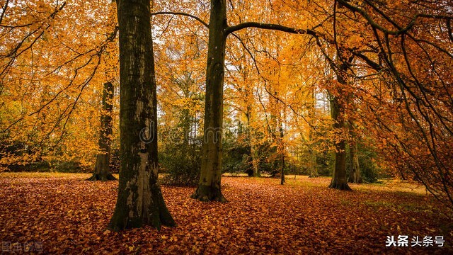 儿歌秋天来了诗歌,秋天来了诗歌