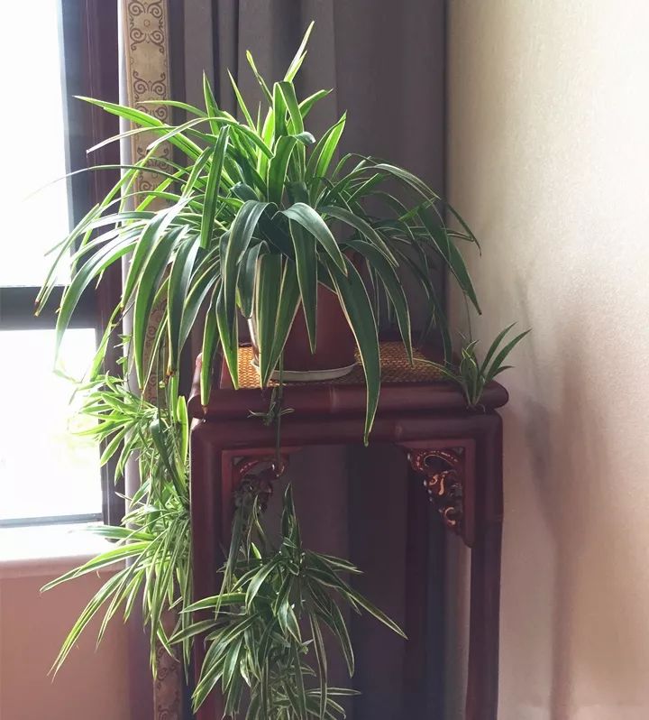 10种好养的花草,这些绿植养在家里高级又实用