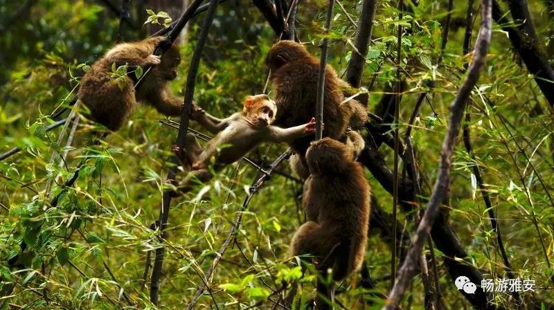 雅安4天旅游攻略最新版,五一去雅安的攻略
