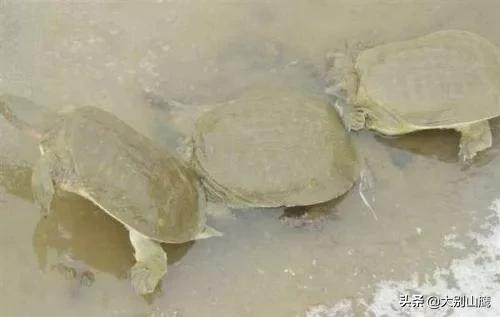 甲鱼怎么饲养介绍,甲鱼的饲养方法与技巧