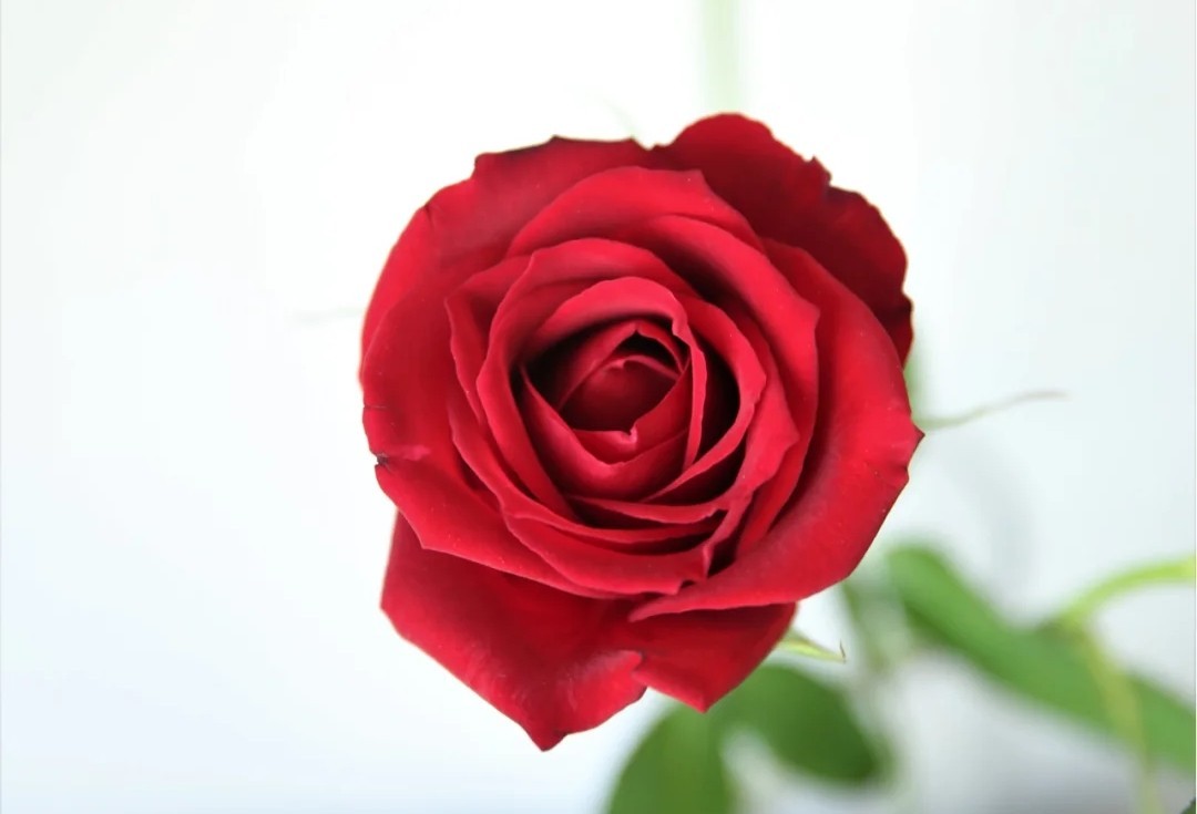 蓝色花花花语,花语是我喜欢你的花