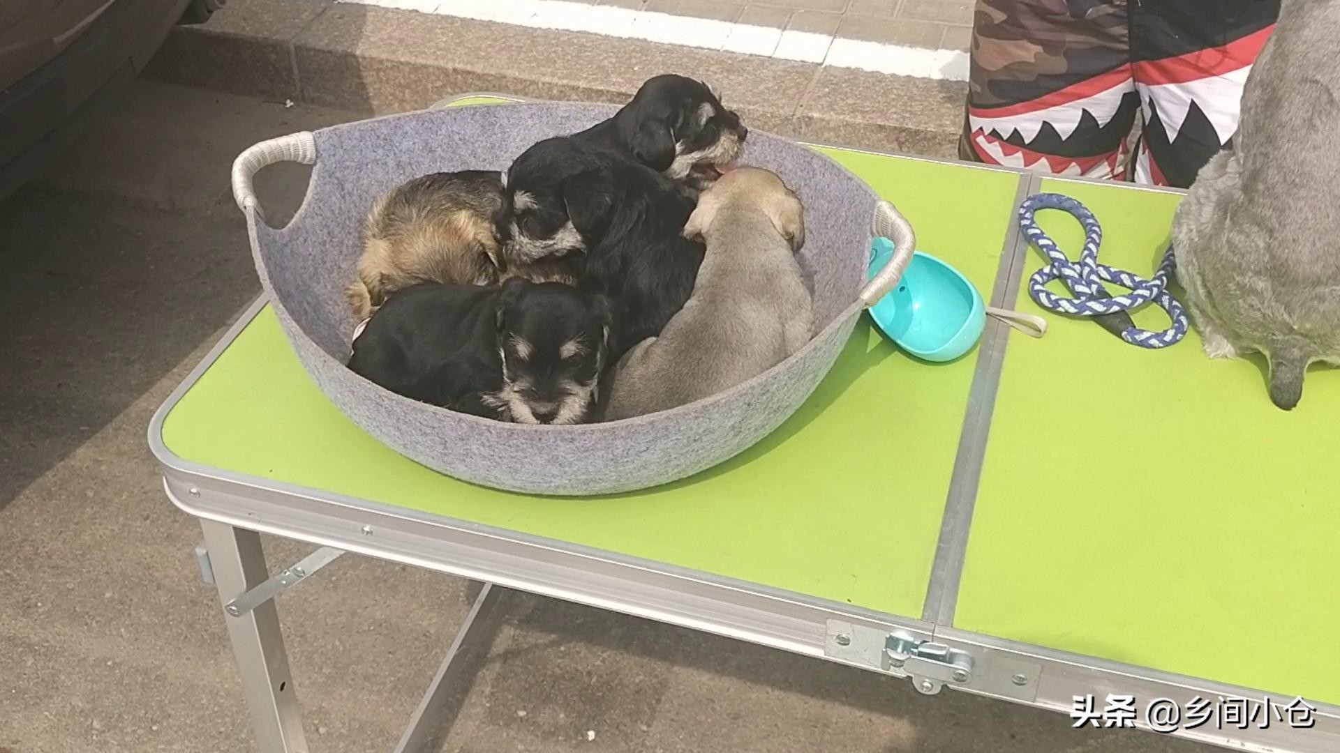 豫东第一大狗市,带你看看周口最大的狗市