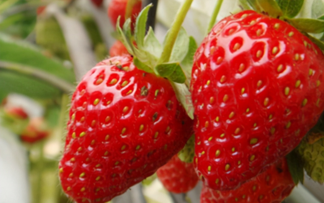 维生素c可以美颜吗,维生素c可以每天都吃吗