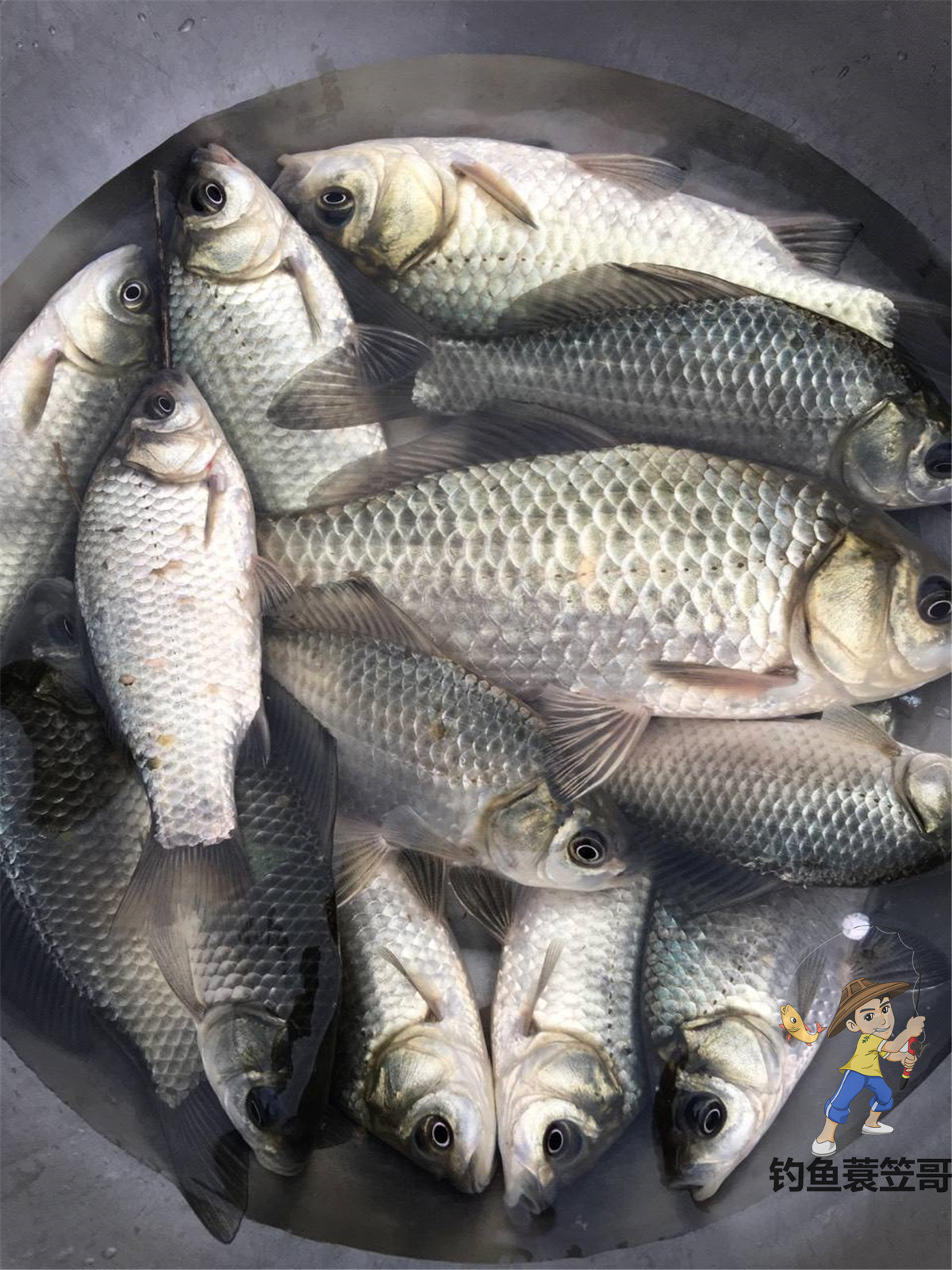 钩子型号怎么选,新手用什么鱼钩最合适