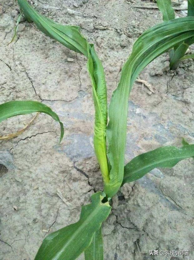 玉米田蓟马虫害最佳防治方法,玉米苗期害虫特多如何防治