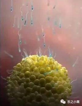 孕期胎儿成长图鉴,孕期胚胎成长图片