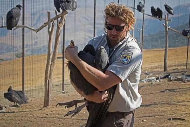 无需雄性！加州母秃鹰惊现“处女产子”，原因是什么？有何影响？