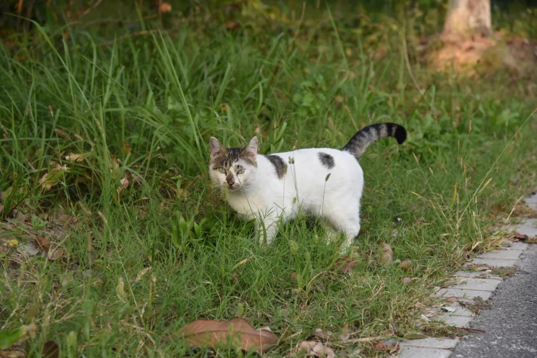 托普学院苏州,苏州托普信息职业技术学院怎么样