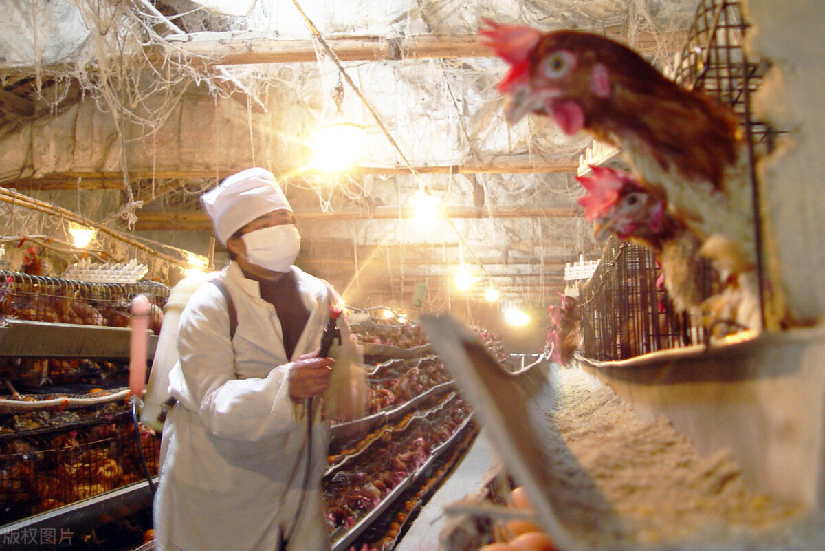 鸡得白血病如何防治,鸡白血病的诊断与防治