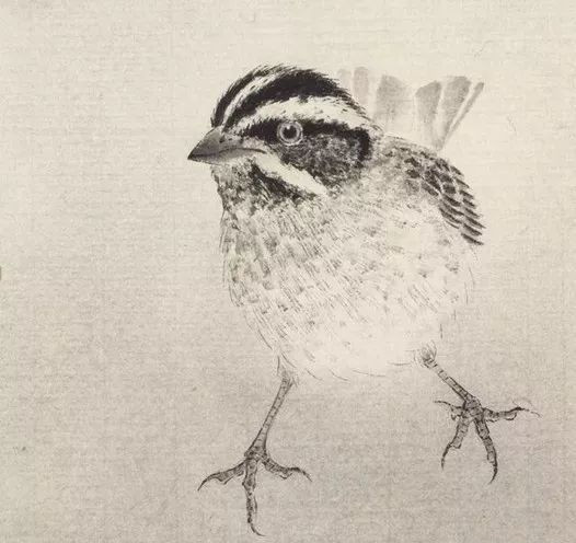 最简单画鸟的画法,各种鸟的画法简单又漂亮